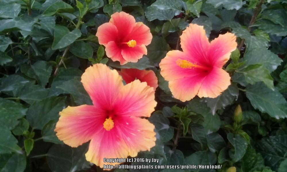 Photo of Tropical Hibiscus (Hibiscus rosa-sinensis 'Mrs. Jimmy Spangler') uploaded by Horntoad