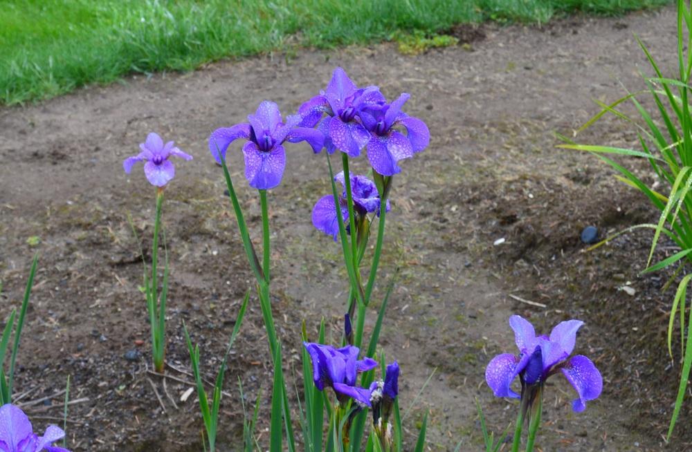 Photo of Siberian Iris (Iris 'Reprise') uploaded by KentPfeiffer