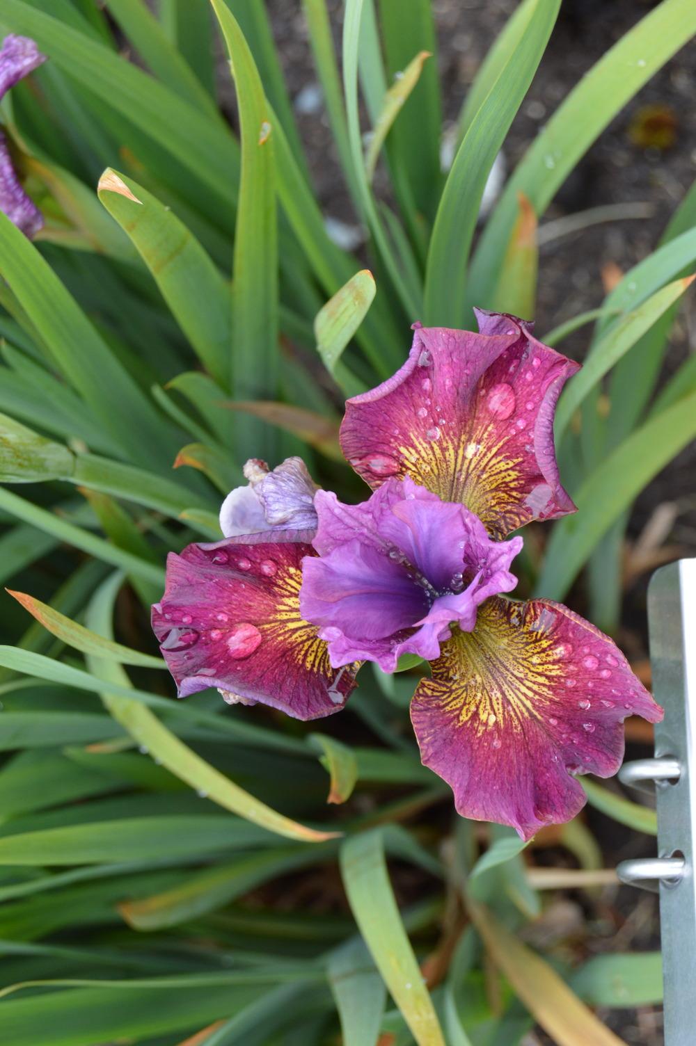 Photo of Siberian Iris (Iris 'Sweeter Still') uploaded by KentPfeiffer