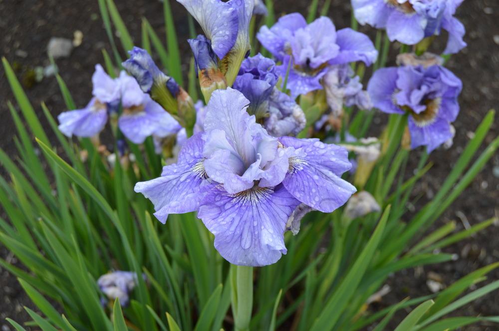 Photo of Siberian Iris (Iris 'Silver Girl') uploaded by KentPfeiffer
