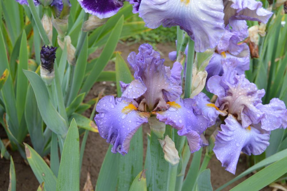 Photo of Tall Bearded Iris (Iris 'Spooktacular') uploaded by KentPfeiffer