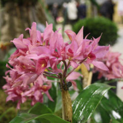 Location: Aachen Orchid Show 2013
Date: 2016-02-16