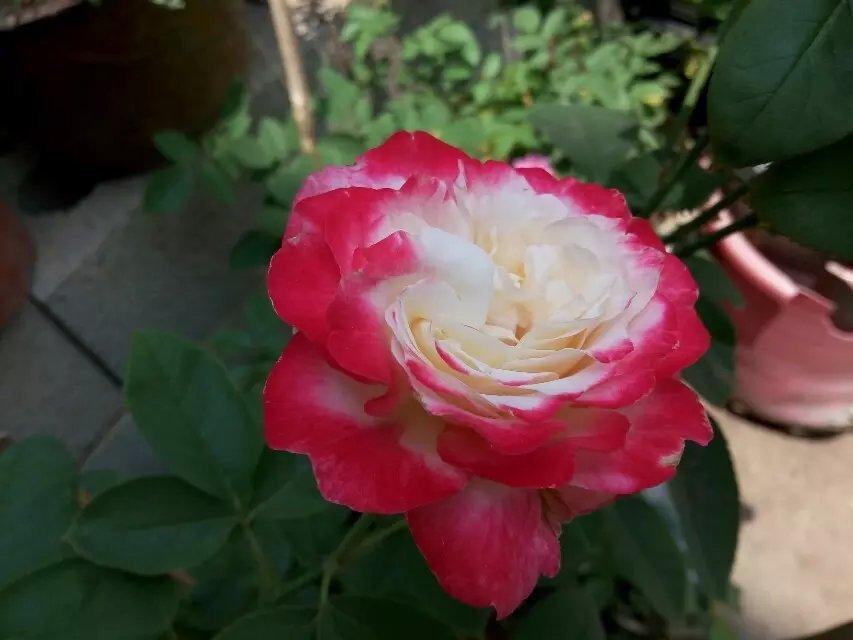 Photo of Hybrid Tea Rose (Rosa 'Double Delight') uploaded by farmwind