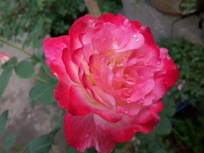 Photo of Hybrid Tea Rose (Rosa 'Double Delight') uploaded by farmwind