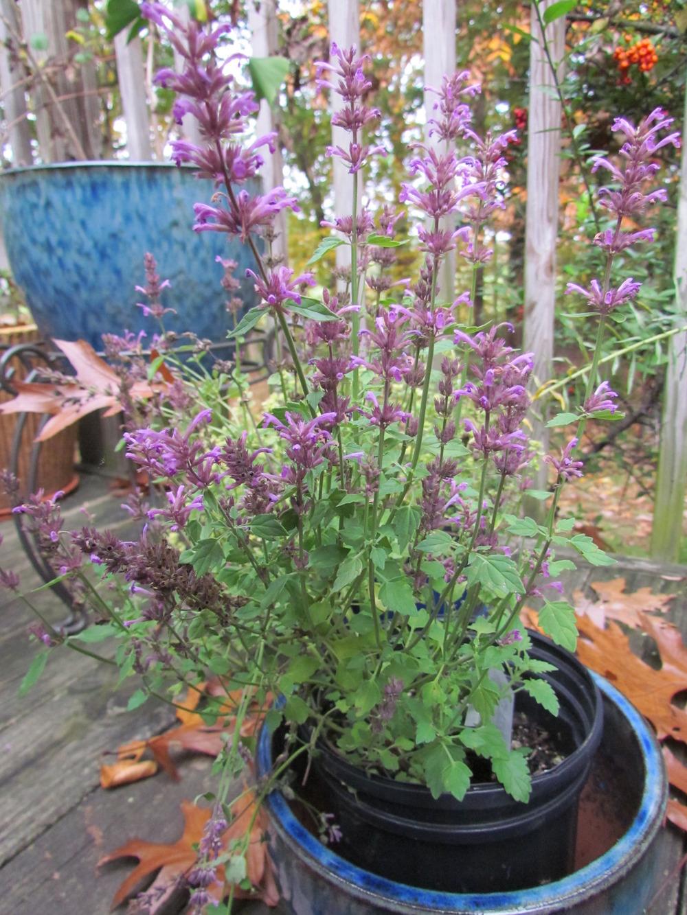 Photo of Anise Hyssop (Agastache pallidiflora subsp. neomexicana 'Pink Pop') uploaded by greenthumb99