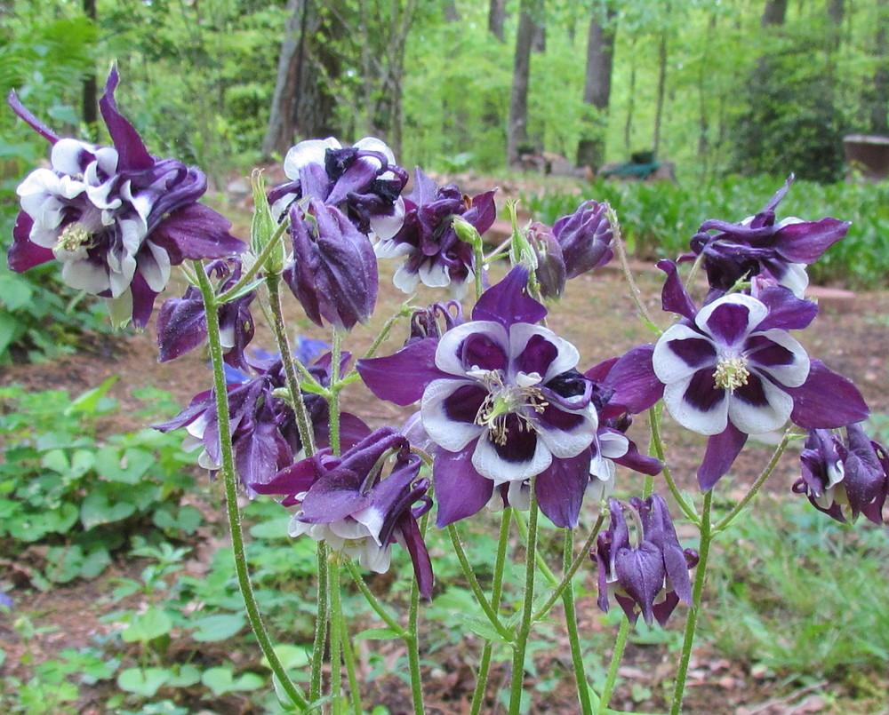 Photo of Columbine (Aquilegia vulgaris 'Winky Purple and White') uploaded by greenthumb99