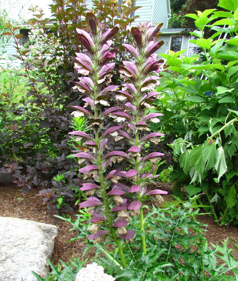 Photo of Bear's Breeches (Acanthus spinosus) uploaded by greenthumb99