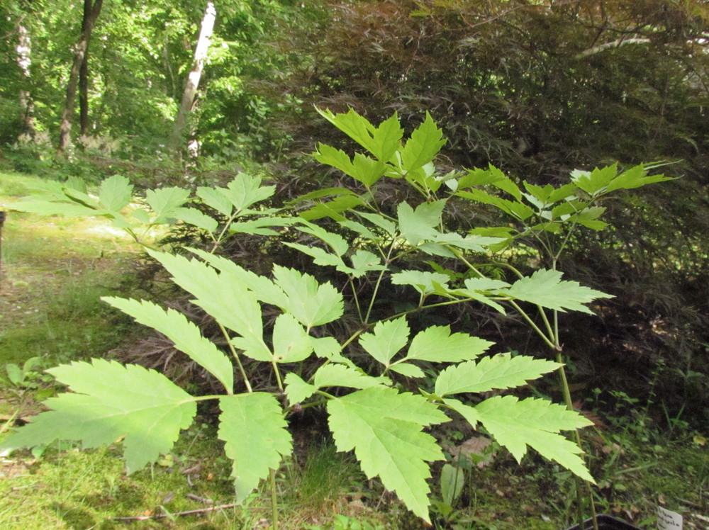 Photo of Black Cohosh (Actaea racemosa) uploaded by greenthumb99