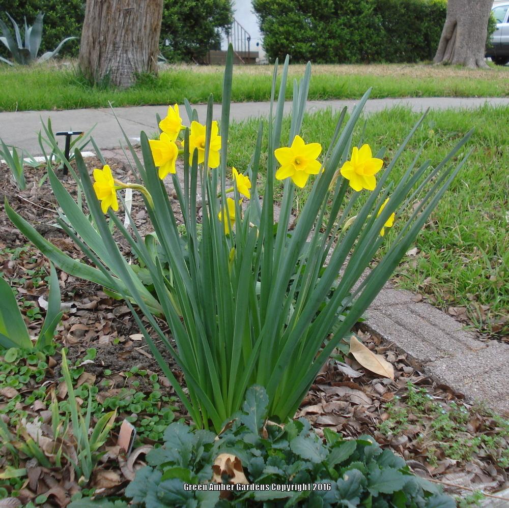 Photo of Daffodil (Narcissus 'Sweetness') uploaded by lovemyhouse