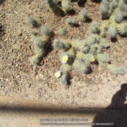 Location: Desert Botanical Garden, Phoenix, AZ.
Date: 2014-05-11