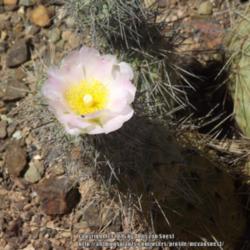 Location: Desert Botanical Garden, Phoenix, AZ.
Date: 2014-05-11