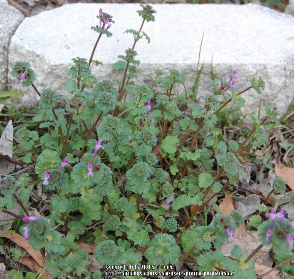Photo of Henbit (Lamium amplexicaule) uploaded by purpleinopp