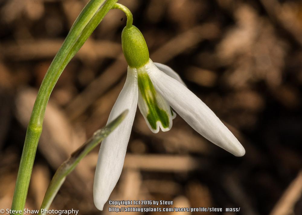 Photo of Snowdrop (Galanthus 'Wasp') uploaded by steve_mass