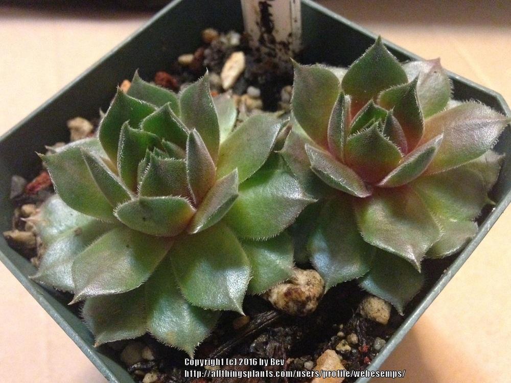 Photo of Hen and Chicks (Sempervivum 'Downland Queen') uploaded by webesemps