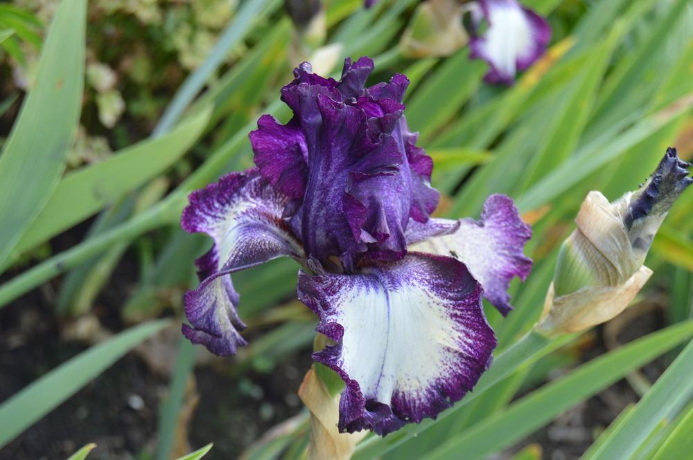Photo of Tall Bearded Iris (Iris 'Blackberry Tease') uploaded by KentPfeiffer