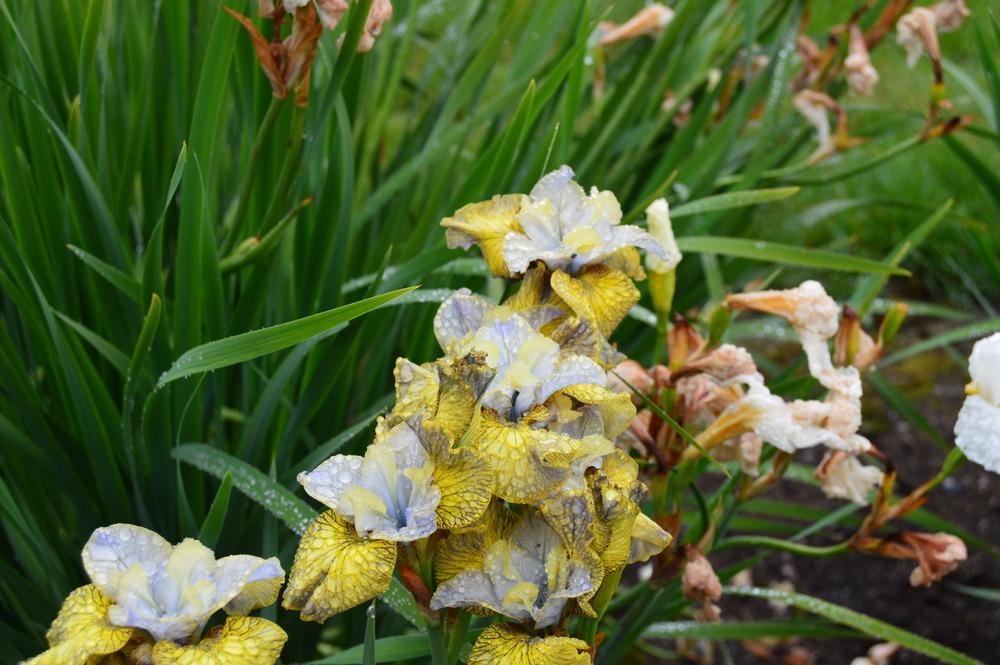 Photo of Siberian Iris (Iris 'Theme and Variation') uploaded by KentPfeiffer