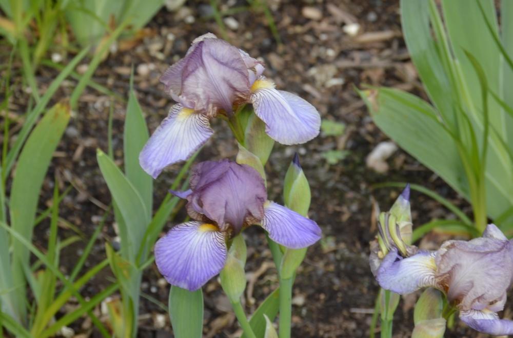 Photo of Miniature Tall Bearded Iris (Iris 'Bangles') uploaded by KentPfeiffer