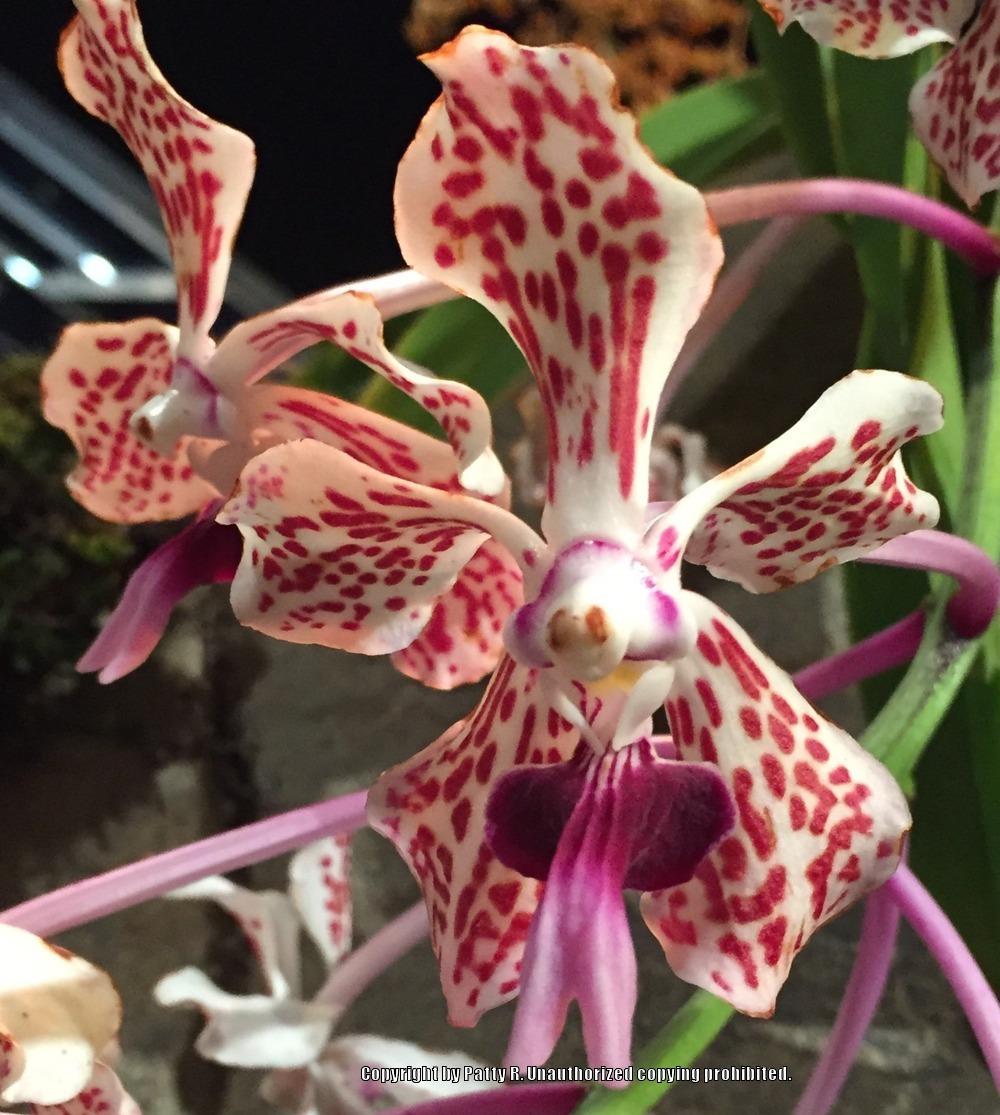 Photo of Orchid (Vanda tricolor) uploaded by Patty