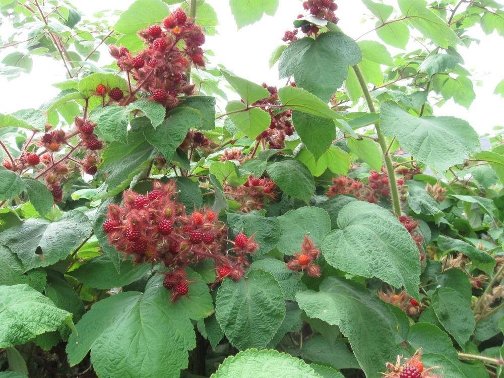 Photo of Wine Raspberry (Rubus phoenicolasius) uploaded by SteveT