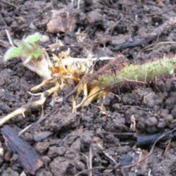 Location: Seattle, WA
Date: 11/29/2008
Wineberries propagated but tip-rooting.