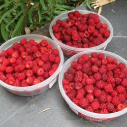Location: Seattle, WA
Date: 2010-08-01
Wineberry harvest.