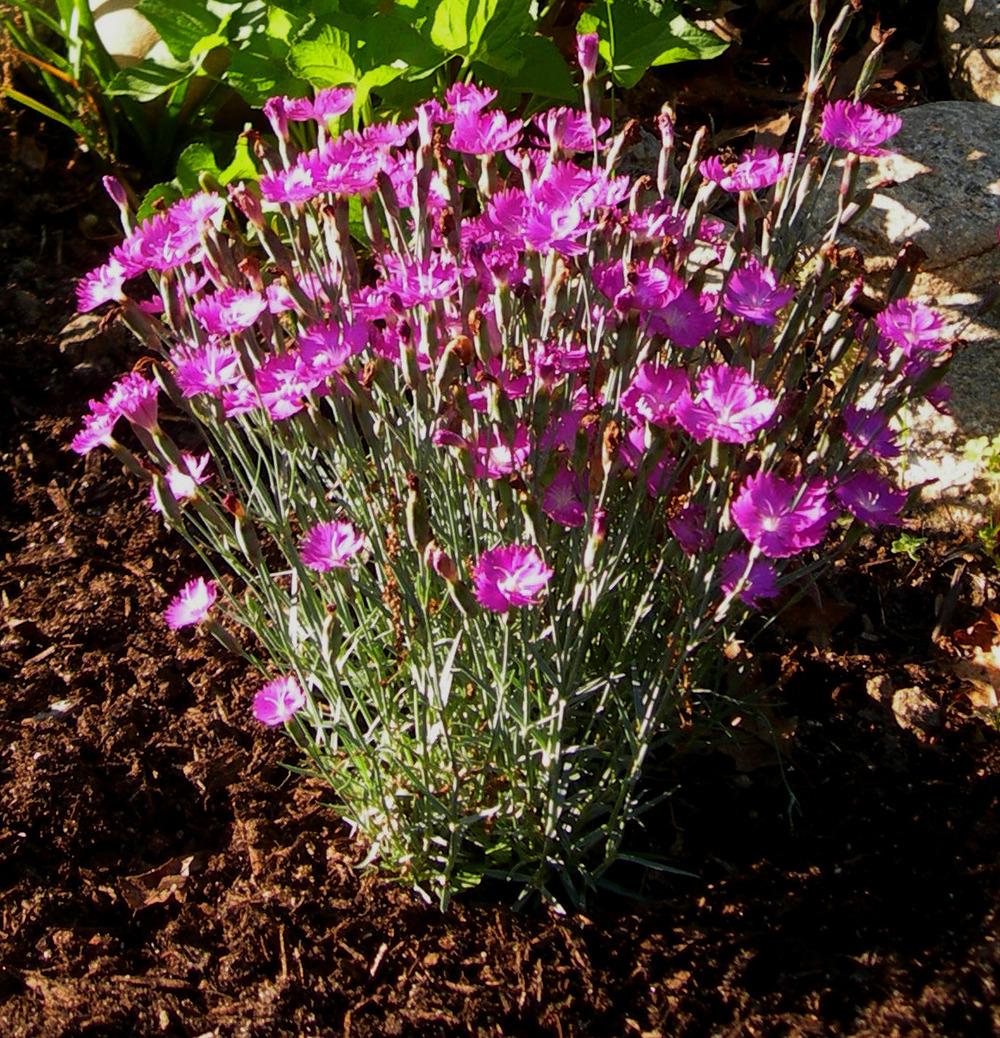 Photo of Cheddar Pink (Dianthus gratianopolitanus 'Feuerhexe') uploaded by Whitebeard