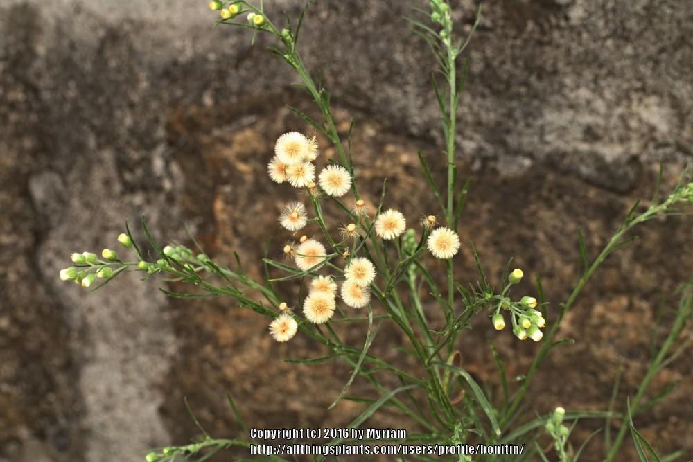 Photo of Horseweed (Erigeron canadensis) uploaded by bonitin