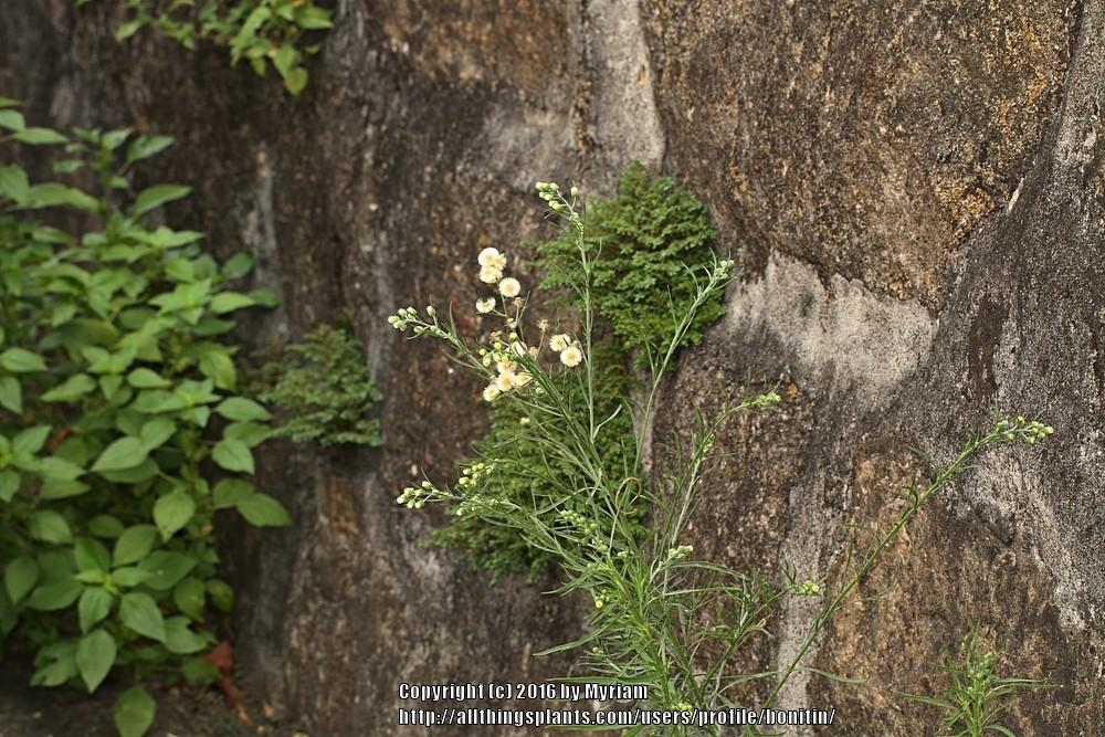 Photo of Horseweed (Erigeron canadensis) uploaded by bonitin