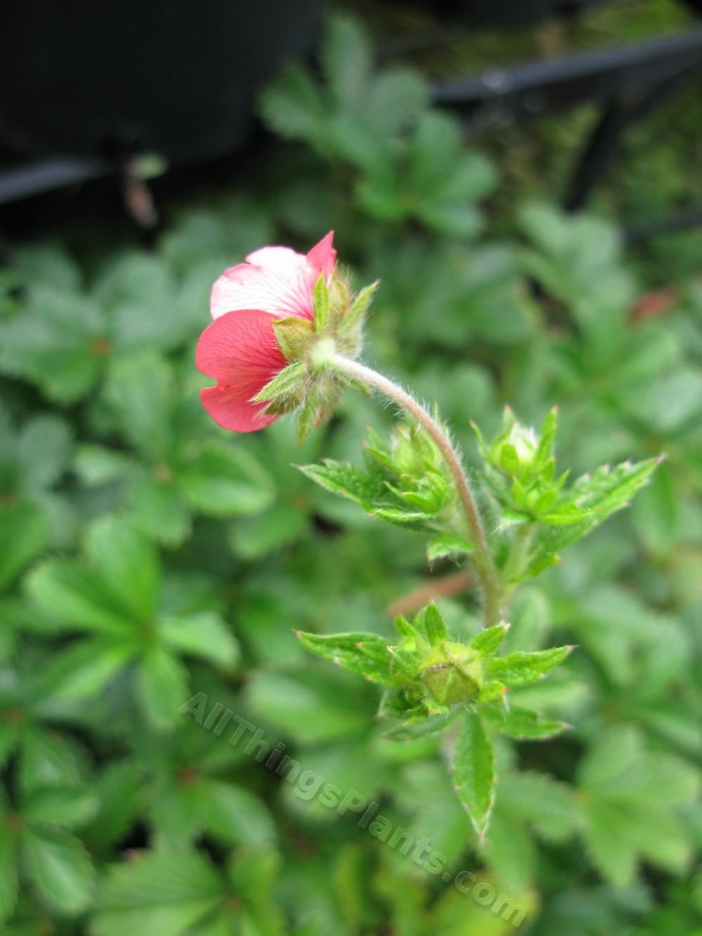 Photo of Nepal Cinquefoil (Potentilla nepalensis 'Miss Willmott') uploaded by dellac