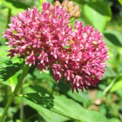 Location: Lucketts, Loudoun County, Virginia
Date: 2014-06-15
Our favorite milkweed
