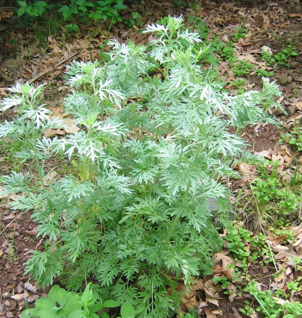 Photo of Absinthe (Artemisia absinthium) uploaded by greenthumb99
