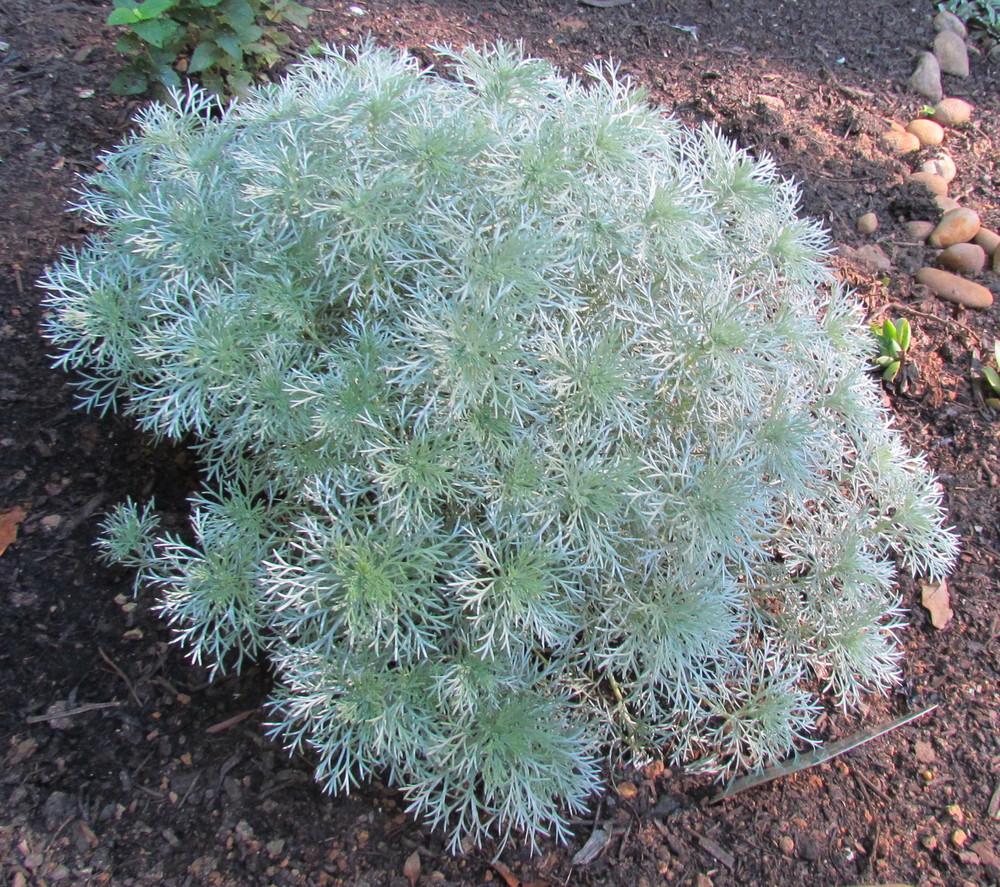 Photo of Silvermound Artemisia (Artemisia schmidtiana 'Silver Mound') uploaded by greenthumb99