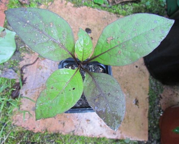 Photo of Deadly Nightshade (Atropa belladonna) uploaded by greenthumb99