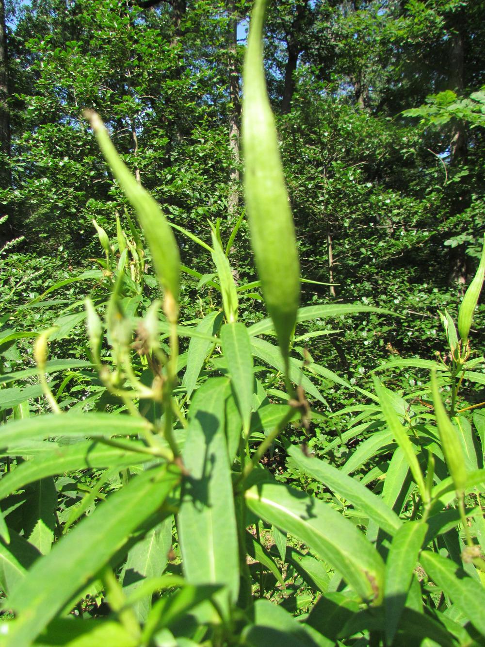 Photo of White Milkweed (Asclepias perennis) uploaded by greenthumb99