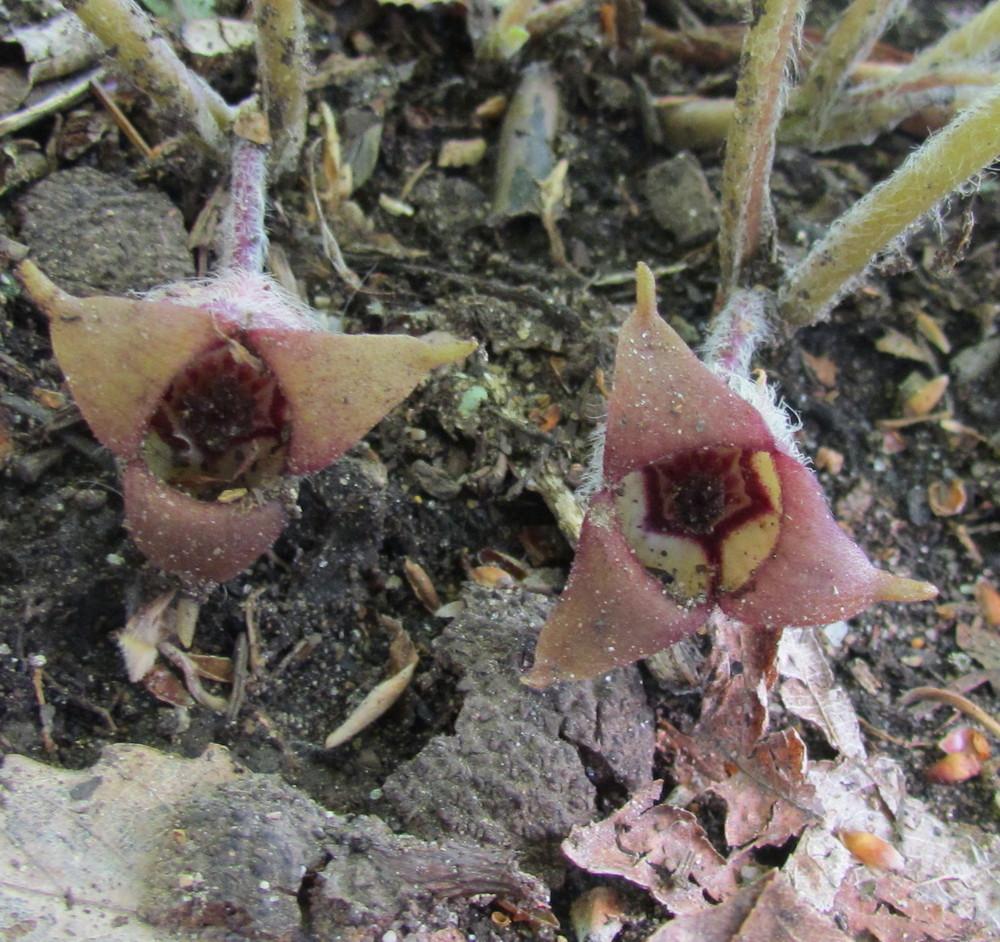 Photo of Wild Ginger (Asarum canadense) uploaded by greenthumb99
