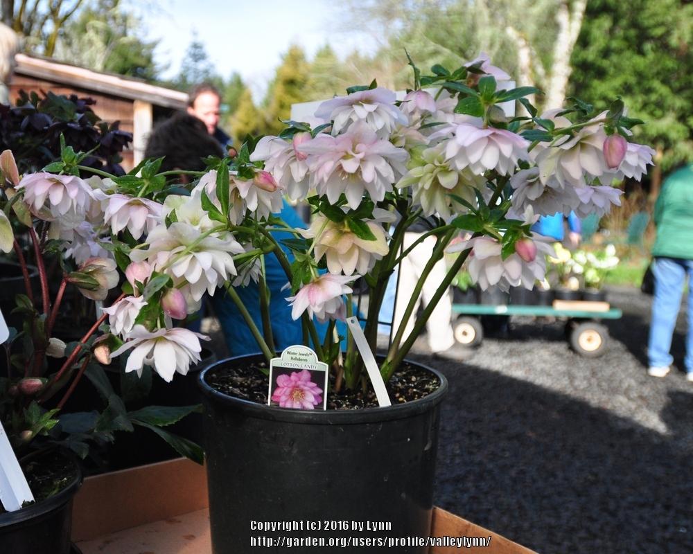 Photo of Hellebore (Helleborus Winter Jewels™ Cotton Candy) uploaded by valleylynn