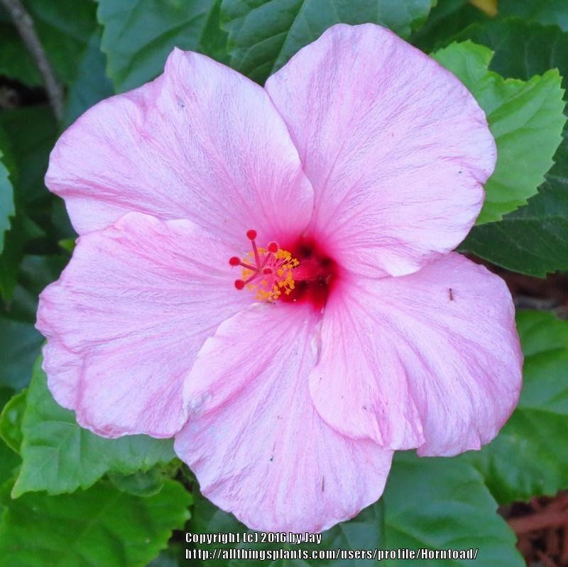 Photo of Hibiscus uploaded by Horntoad
