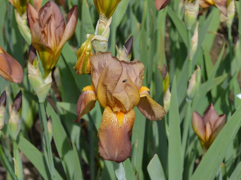 Photo of Tall Bearded Iris (Iris 'Copper Lustre') uploaded by KentPfeiffer