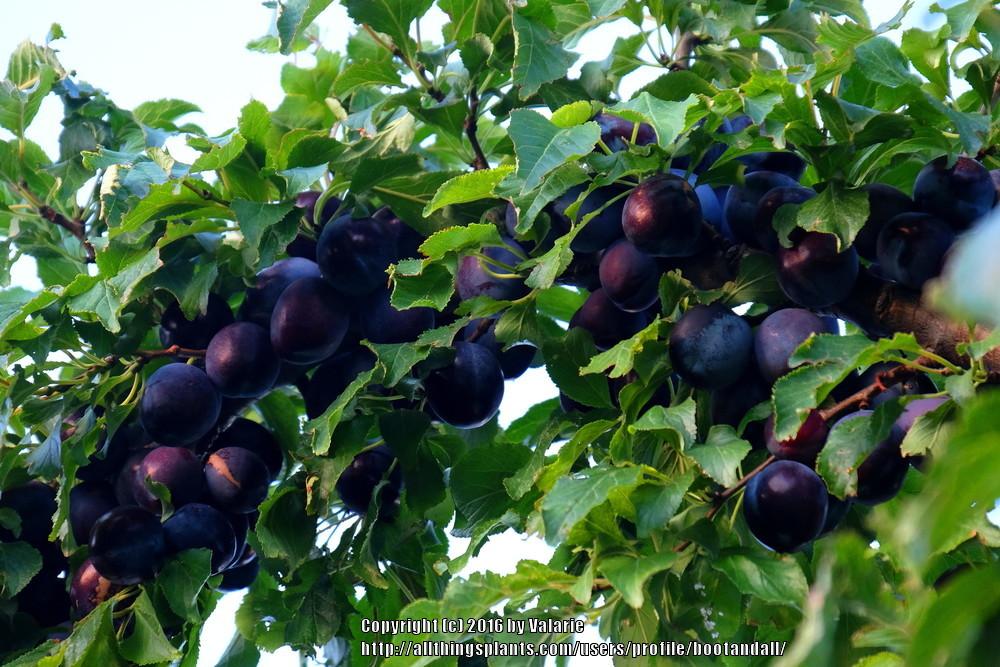 Photo of Dwarf Plum (Prunus domestica 'Stanley') uploaded by bootandall