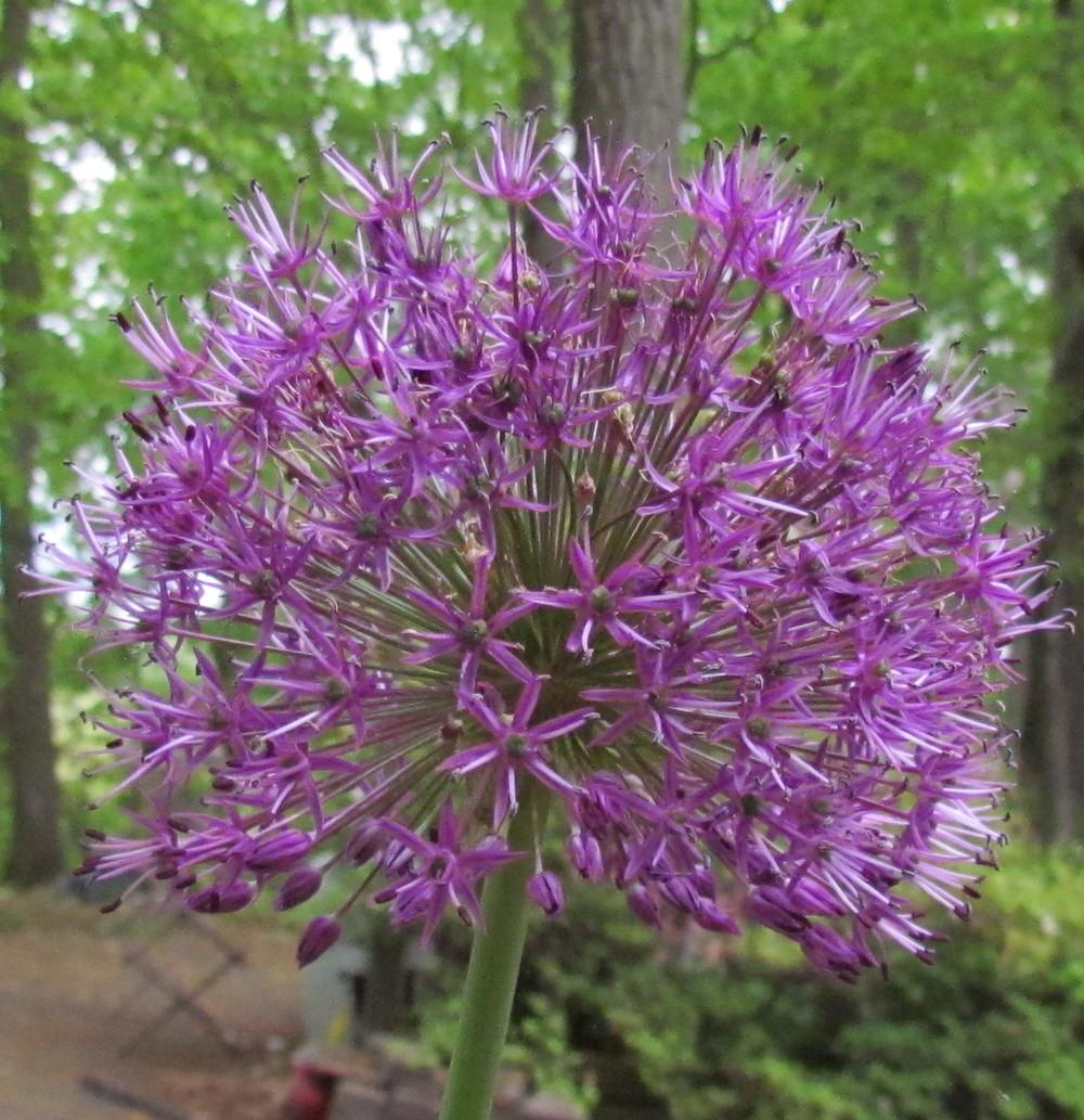 Photo of Flowering Onion (Allium 'Purple Sensation') uploaded by greenthumb99
