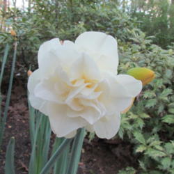 Location: Lucketts, Loudoun County, Virginia
Date: 2012-04-09
Same bloom 8 days later, now pure white
