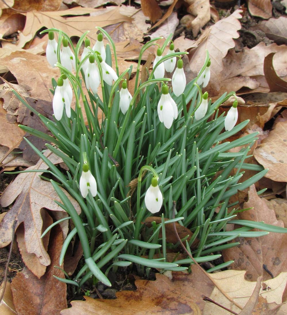 Photo of Snowdrop (Galanthus nivalis) uploaded by greenthumb99