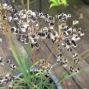 Seed pods opening, exposing seeds