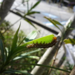 Location: Tampa, FL
Date: 2016-02-21
Leaves being eaten by a Spotted Oleander Moth Caterpillar.  They 