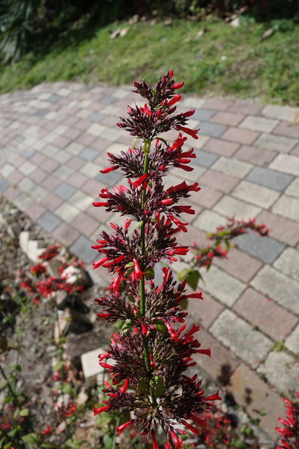 Photo of Red Rocket Russelia (Russelia sarmentosa) uploaded by mellielong