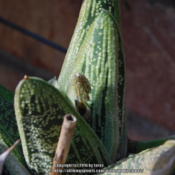 Gasteria 'Little Warty' shows an upcoming bud!