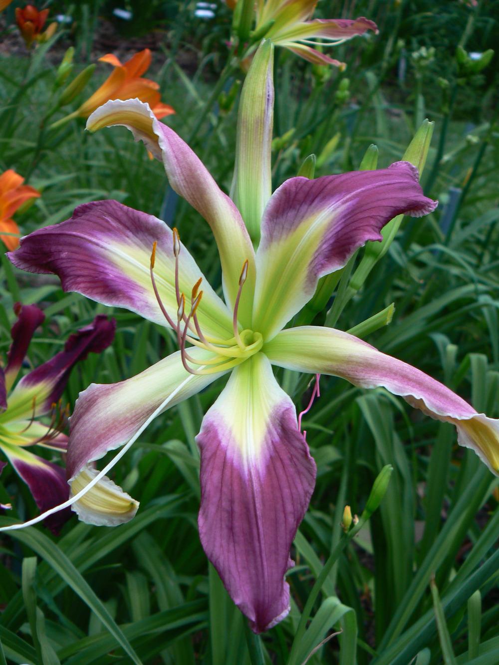 Photo of Daylily (Hemerocallis 'Life on the Moon') uploaded by annred97