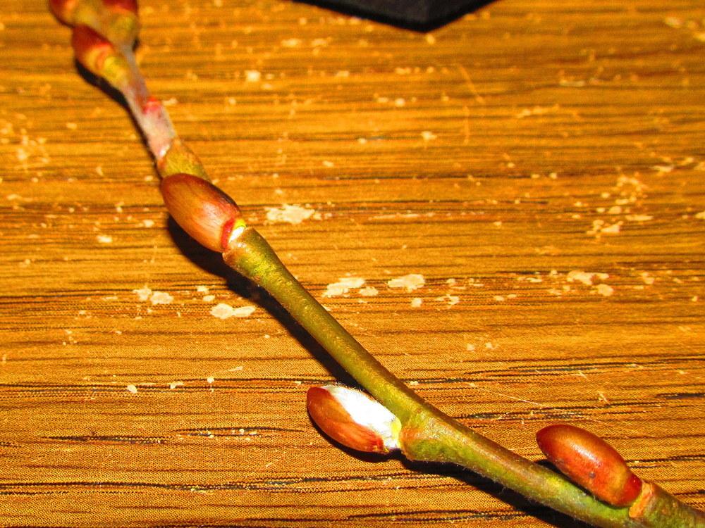 Photo of Willow (Salix) uploaded by jmorth