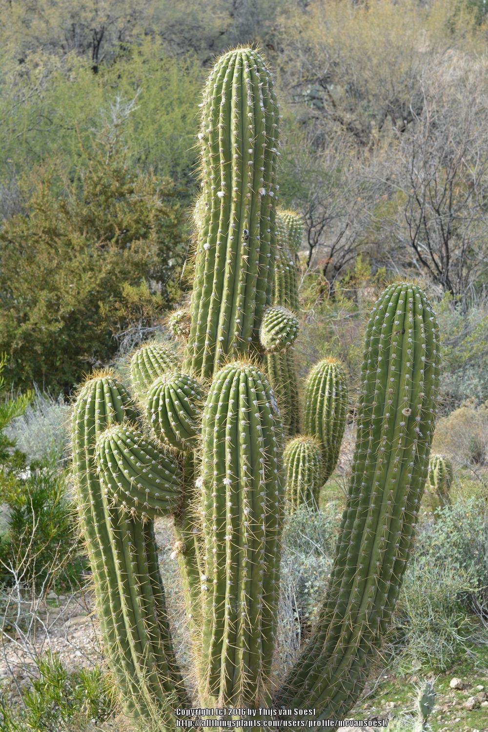 Photo of Argentine Saguaro (Leucostele terscheckii) uploaded by mcvansoest