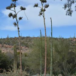Location: Boyce Thompson Arboretum, AZ.
Date: 2015-01-18
Plants showing bulbils on last season flower stalks and some plan